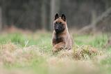 MALINOIS 858